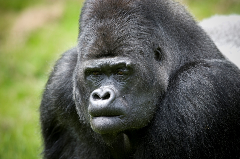DHL перевезла из Великобритании в Габон девять горилл